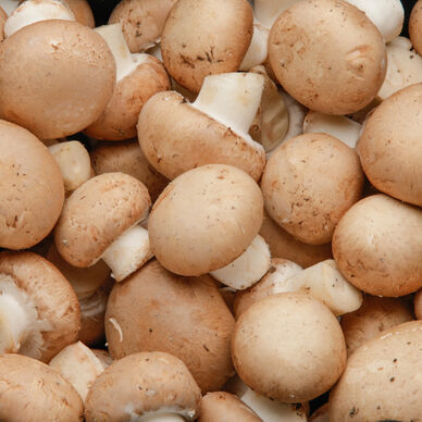 Champignon brun