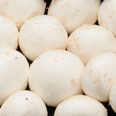 Champignon blanc à farcir