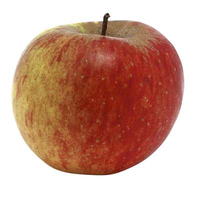 Pomme Boskoop (calibre moyen), Pays-bas