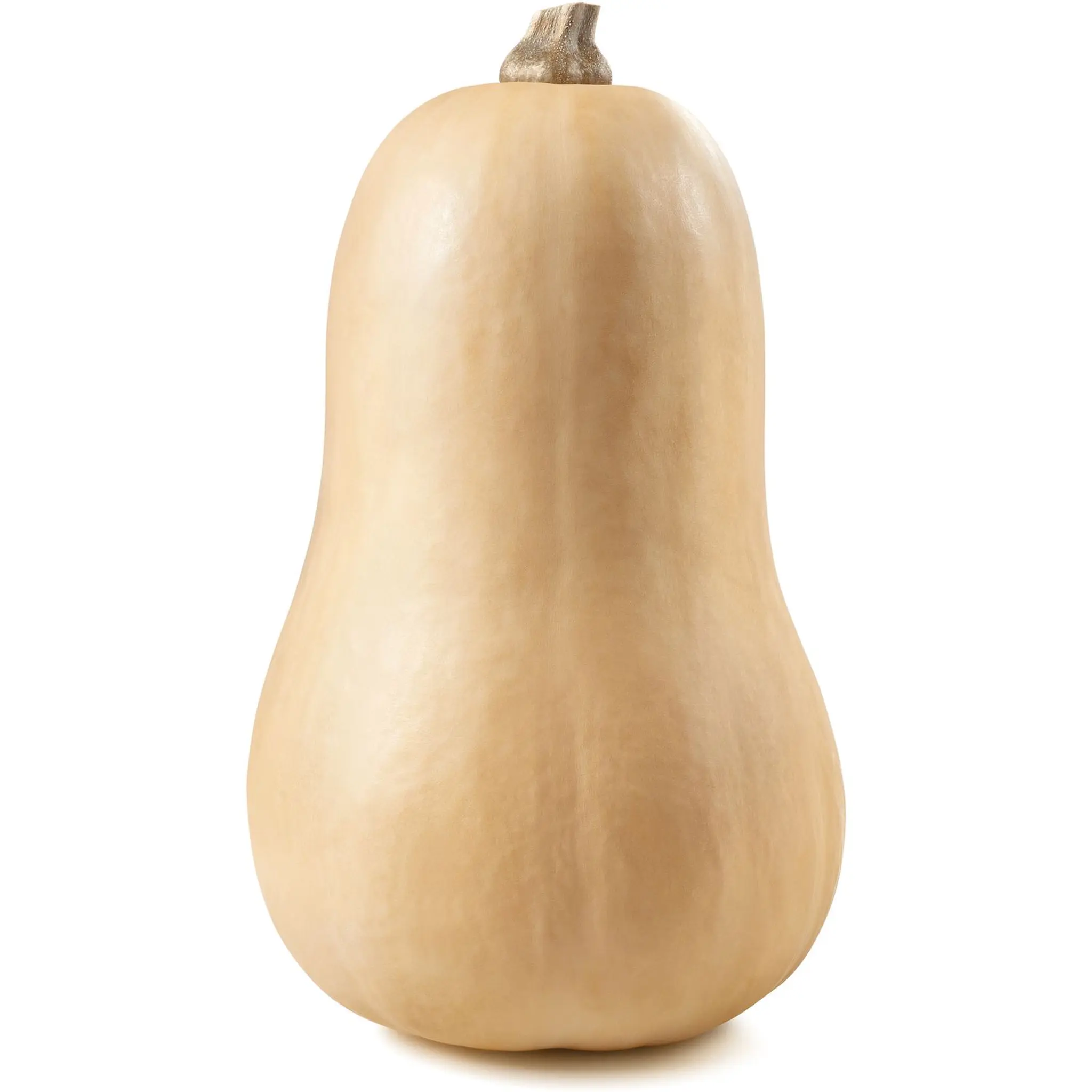 Butternut bio