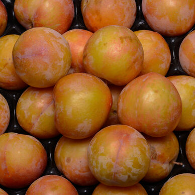 Prune TC Sun, calibre 50/90, France