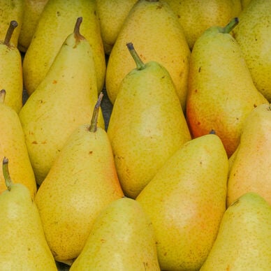 Poire Guyot