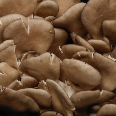 Pleurote grise - Barquette 200g