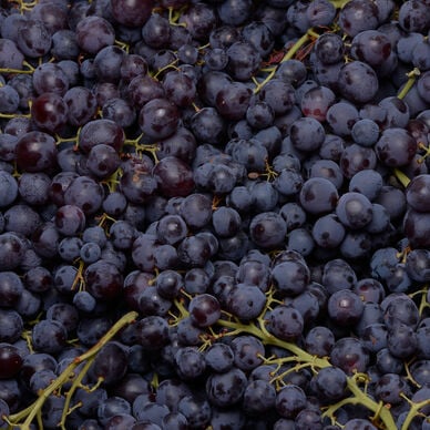 Raisin noir Alphonse Lavallée