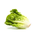 Salade sucrine BIO du Finistère Nord - Direct producteur, France
