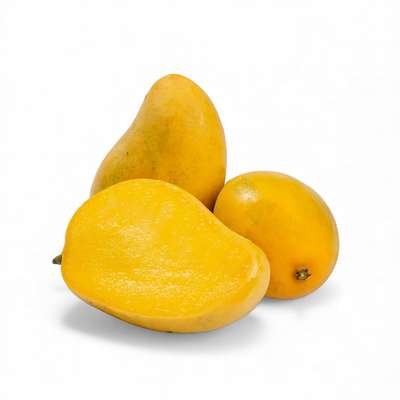 Lot de 2 mangues sauvage Ataulfo avion BIO (calibre moyen), Equateur