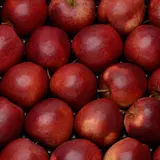 Pomme gala bio cal 136/165 cat 1 St julien de concelles France la barquette de 4 fruits