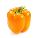Poivron orange (gros calibre), Pays-bas