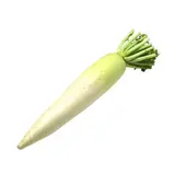 Radis long blanc Daïkon ou rétich (600 à 900 g) (calibre moyen), Allemagne