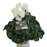 Cyclamen blanc, U, France, pot de 14/15cm