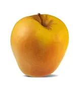 Pomme Golden Rosée extra (gros calibre), Italie