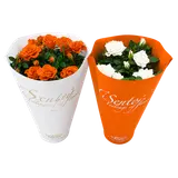 Rosier orange et blanc pot 12cm Pays-Bas